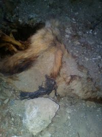 D 21-8-2017 PERRO CLUB H├ìPICO