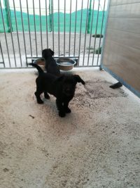 Imagen de archivo de dos perros cuidados en las instalaciones del Ayuntamiento