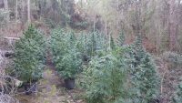 Localizada una nueva plantación de marihuana en Moratalla