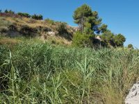 El Ayuntamiento de Bullas solicita a la CHS limpiar el río de cañas y plantar Bosque de Ribera