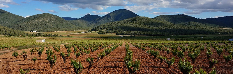 La Región es la sexta provincia española que más vino exporta a mercados internacionales