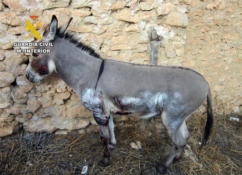 Investigado en Moratalla por atar un burro a un remolque y arrastrarlo durante medio kilómetro