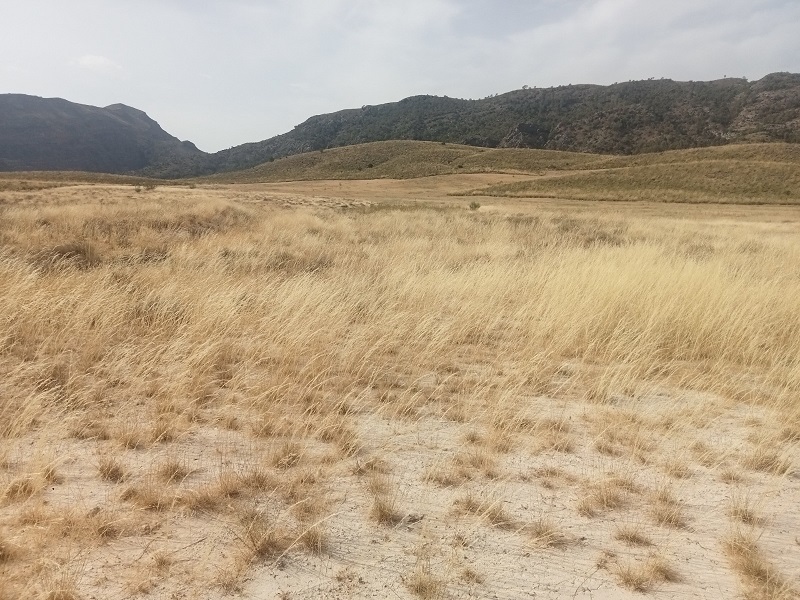 Medio Ambiente inicia una intervención para recuperar y mejorar el hábitat en los montes públicos de Calasparra
