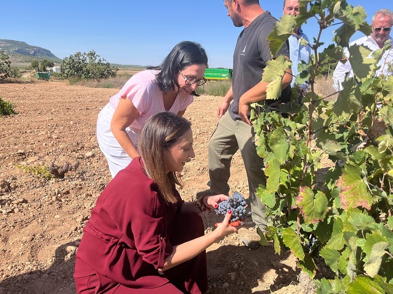 El Gobierno regional destina 8 millones en ayudas al sector vitivinícola para la promoción, inversiones en bodegas y reconversión