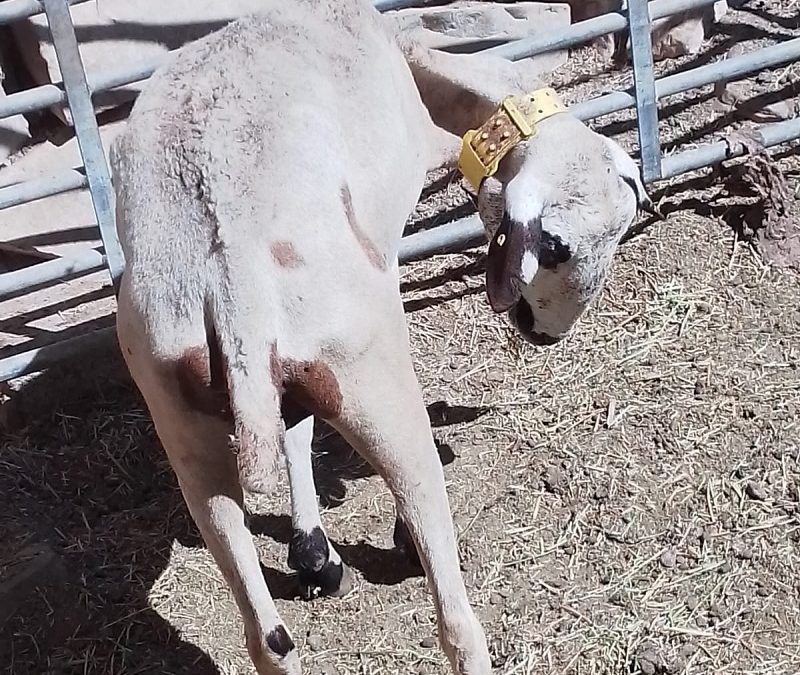 LA ENFERMEDAD DE LA LENGUA AZUL DEL OVINO CONTINÚA HACIENDO ESTRAGOS EN EL NOROESTE DE LA REGIÓN DE MURCIA.