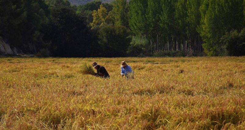 LOS PAISAJES DEL ARROZ DAN LA BIENVENIDA AL OTOÑO EN CALASPARRA