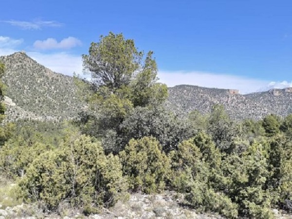 Medio Ambiente inicia este otoño trabajos de mejora de los hábitats forestales y refuerzo de las especies protegidas en Moratalla