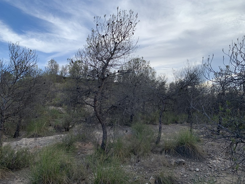 El Gobierno regional promueve actuaciones de selvicultura adaptativa en la Sierra y Serrata del Puerto de Calasparra para mejorar su resiliencia
