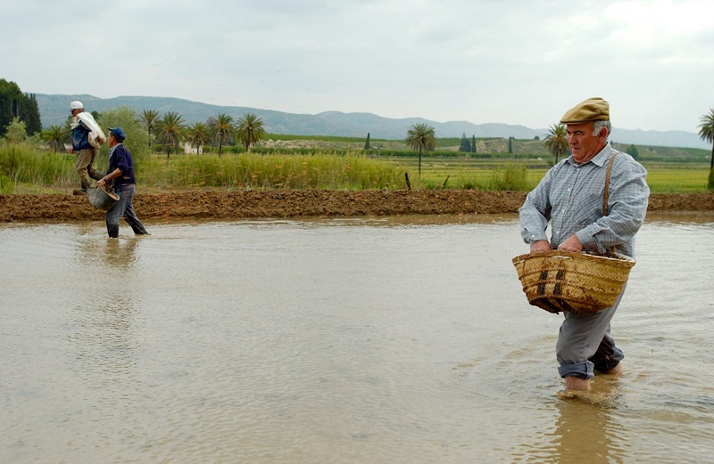 La Comunidad apoya con casi 200.000 euros a 48 agricultores del Coto Arrocero