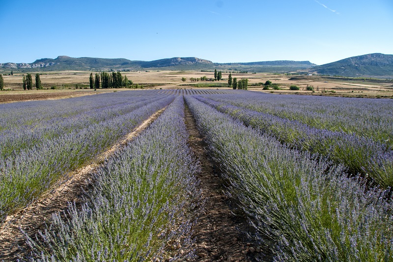 Moratalla presentará su experiencia del Festival Lalavand en el Foro Internacional de Desarrollo Rural en Sevilla