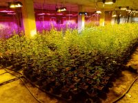 La Policía Local de Cehegín y la Guardia Civil intervienen una plantación de 4000 plantas de marihuana