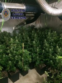 Tres detenidos y una plantación de marihuana desmantelada en Cehegín
