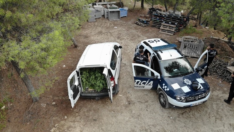 UN DETENIDO Y UNA PLANTACIÓN DE MARIHUANA DESMANTELADA ES EL RESULTADO DE LA ÚLTIMA OPERACIÓN  DE LA  POLICÍA LOCAL DE CEHEGIN.
