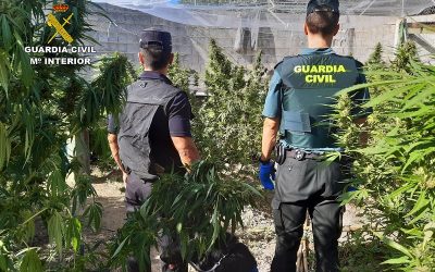 Un detenido y tres investigados por cultivar una plantación de marihuana en una granja de Moratalla
