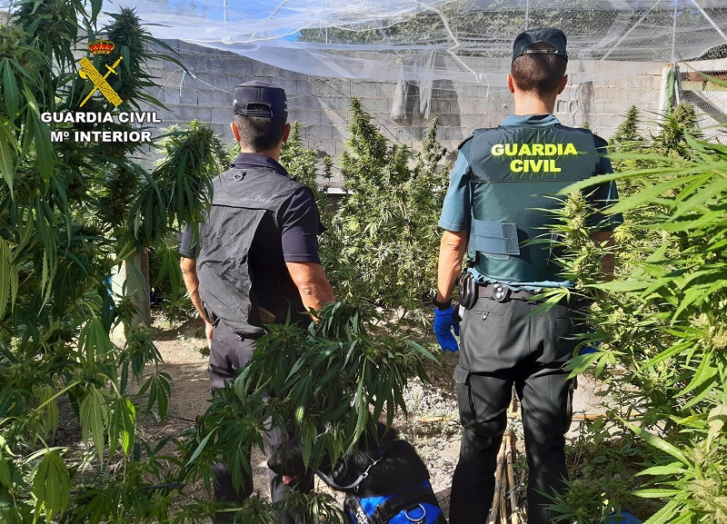 Un detenido y tres investigados por cultivar una plantación de marihuana en una granja de Moratalla