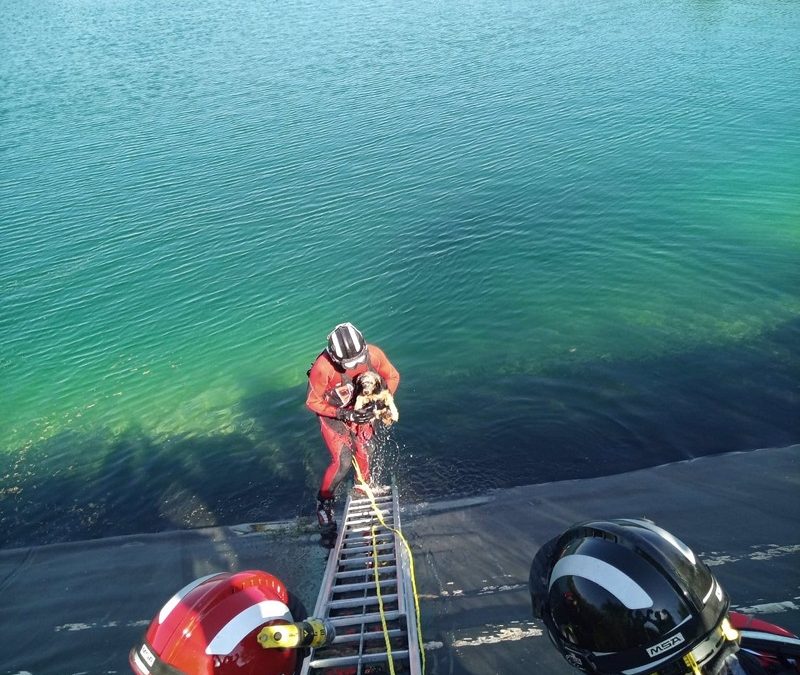 Los bomberos rescatan a dos perros que habían caído a una balsa en Singla (Caravaca de la Cruz)