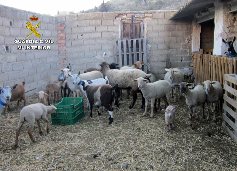 Arrestado un hombre por robar corderos segureños valorados en más de 6.000 euros de granjas del Noroeste