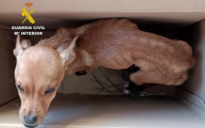 Investigadas tres personas en Caravaca por abandono y maltrato animal tras arrojar cachorros desde un coche