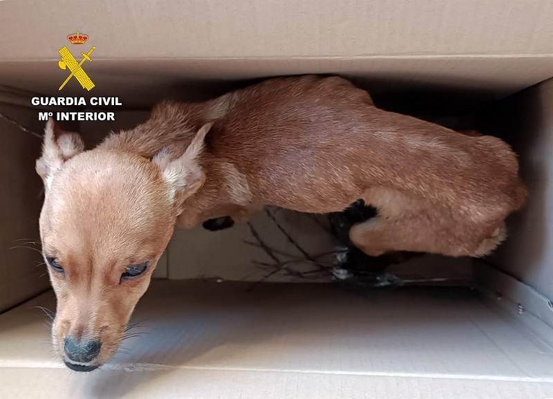 Investigadas tres personas en Caravaca por abandono y maltrato animal tras arrojar cachorros desde un coche